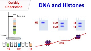 Histones  DNA and Histones [upl. by Nivac]