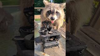 Cute Raccoon Raided My Kitchen [upl. by Eillah]