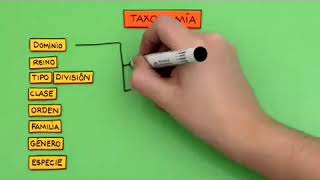 Cómo son las categorías taxonómicas [upl. by Ashatan]