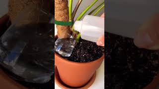 New growth plants beautiful soilpot soillove soilgrown garden soiltypes farming propagation [upl. by Leahcimnaes]