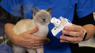 How to Nebulise your Cat [upl. by Atinauq]