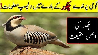 National Bird Of Pakistan Chakor Factsچکور کے متعلق دلچسپ معلومات [upl. by Magnum550]