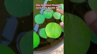 Howto Remove Mosquito Larva From Aquatic Pond gardening aquatic plants mosquito larva shorts [upl. by Hamforrd655]