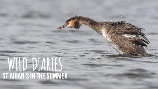 RSPB St Aidans in the summer [upl. by Basset916]