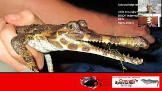 Endangered Crocodile Update Tomistoma [upl. by Kuebbing504]