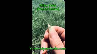 Milky Oats Avena sativa Harvest [upl. by Ynar]