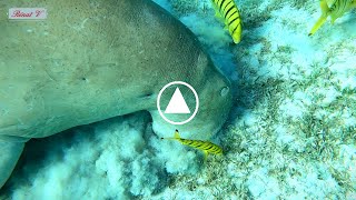 Closeup of the Dugong of Marsa Alam [upl. by Ennaeerb]