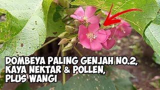 Dombeya Paling Genjah No2 Kaya Akan Nektar amp Pollen Plus Wangi [upl. by Petra]