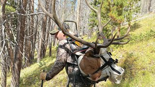 Colorado archery elk second week bull [upl. by Oiramel]