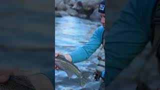 Fishing Tuolumne River trout flyfishingaddict adventure travel [upl. by Janela553]