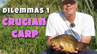 My CRUCIAN CARP dilemmas  Where should I feed [upl. by Cynera]