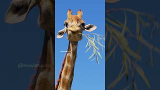 The Giraffe Chews the Grass Wincent C1Bpw wildlife nature giraffe [upl. by Hephzipa68]