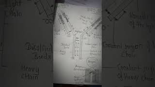 Structure of antibody boardsexam [upl. by Sedruol]