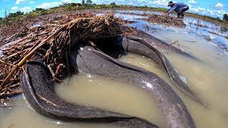 Top amazing fisherman  Caught many fish in the fields near the village [upl. by Epner]