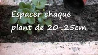 Faire pousser des Fraises sur son balcon [upl. by Belter]