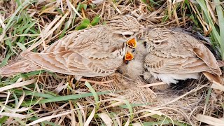 Mother lark making heat and also feeding chicks birdslife00 [upl. by Assille441]