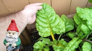 When and How to Harvest Chard Rainbow and Swiss [upl. by Sergent]