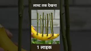 🍌Banana Power for Propagate Lemon Tree from Cuttings⚡ [upl. by Sothena294]