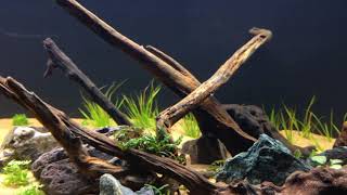 Preview of new 40 gallon breeder high tech planted tank [upl. by Haiel]