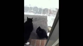 LUKA MAGNOTTA TORTURING KITTENS REAL VIDEO [upl. by Arval384]