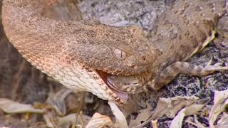 Rattlesnake Eating a Lizard Part 2  Deep into the Wild  BBC Earth [upl. by Eednas]