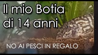 Il mio Botia di 14 anni  No ai pesci in regalo [upl. by Tunk]