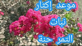 موعد إكثار وزراعة نبات التمر حنة بالعقل Lawsonia inermis [upl. by Terrie]