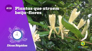 Plantas que atraem beijaflores [upl. by Adnwahsor]