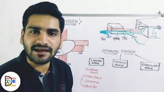 OPTHALMIC DIVISION  TRIGEMINAL NERVE  PART 1   LACRIMAL NERVE [upl. by Radie]