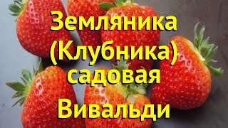 Земляника садовая Вивальди Краткий обзор описание характеристик fragaria ananassa Вивальди [upl. by Innavoij760]