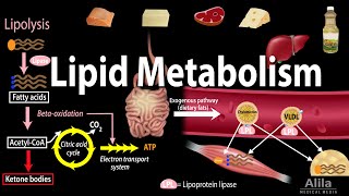 Lipid Fat Metabolism Overview Animation [upl. by Melak230]