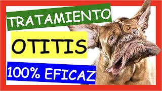 OTITIS EN PERROS Tratamiento con OSURNIA [upl. by Ibur407]