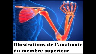 Illustrations de l’anatomie du membre supérieur [upl. by Derfnam]