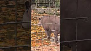 tapir wildanimals animal nature naturephotography shorts zoo youtubeshorts [upl. by Diarmid]