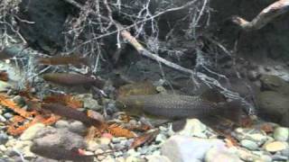 Tongariro National Trout Centre  Kokopu tank [upl. by Rosenfeld]