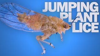 Jumping Plant Lice The Fastest FrontFlipping Insects [upl. by Enegue]