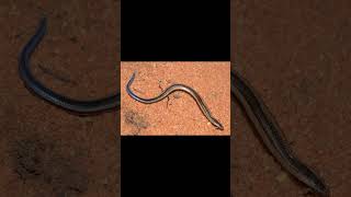 RingNecked Spitting Cobra and Limpopo Burrowing Skink [upl. by Esinrahs]