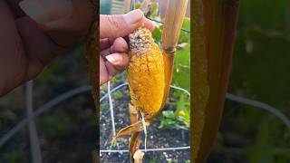 Sweet Corn Experiment 🌽✨ SweetCorn GardeningExperiment Homegrown Garden agriculture plants [upl. by Amleht]