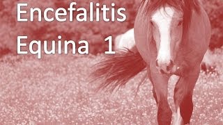 Encefalitis Equina PARTE 1 [upl. by Claybourne]