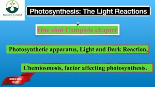 Photosynthesis in higher Plants  Complete in one shot  Neet 2025 [upl. by Guinna811]