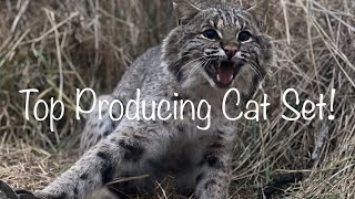 Bobcat Trapping Simple Flat Set [upl. by Eitsyrhc]