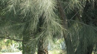 Our Casuarina Tree Plus 2 poem in Tamil [upl. by Anilasor]