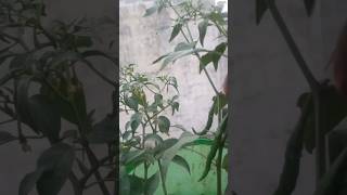 mirchi ka paudha gardening garden terracegarden plants gardern chilli garderning garndening [upl. by Aicirtel]