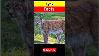 Facts About Lynx animals facts shortsfeed youtubeshorts shorts [upl. by Comfort]