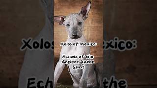 Xolos of Mexico Echoes of the Ancient Aztec Spirit [upl. by Skelly600]