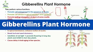 Gibberellins Plant Hormone [upl. by Ansell608]