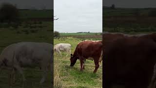 The Enchanting Beauty of Irish Cows [upl. by Doscher]