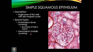 Histology of Epithelium amp apical cell surface modifications  lect 1  Dr Shehla Aman [upl. by Tnahsarp27]