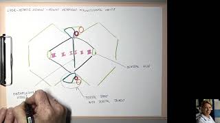 13 Hepatic acinus [upl. by Enialehs]