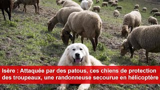 Attaquée par des patous une randonneuse secourue en hélicoptère [upl. by Janeen]